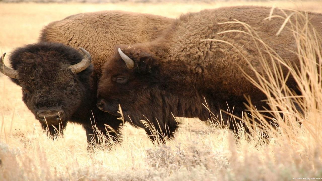 Yellowstone House Of The Three Bears 2 Blocks To Downtown Villa Cody Exterior photo